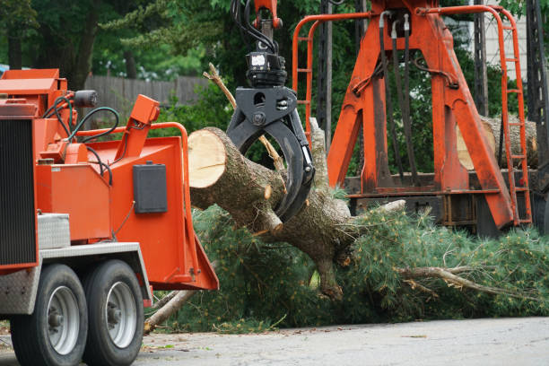 Best Arborist Consultation Services  in Elk Ridge, UT